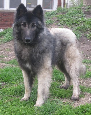 grey belgian tervuren